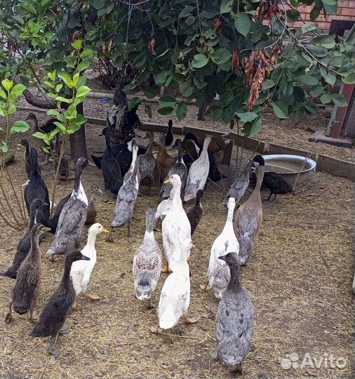 Утки индийский бегунок