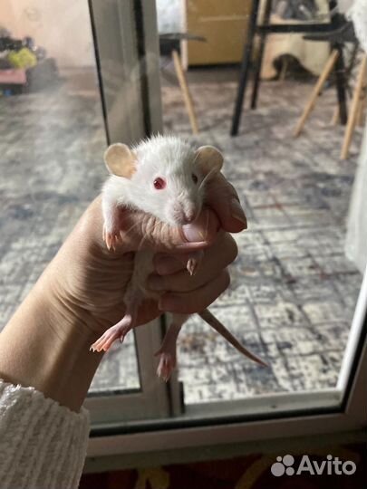 Крыса дамбо