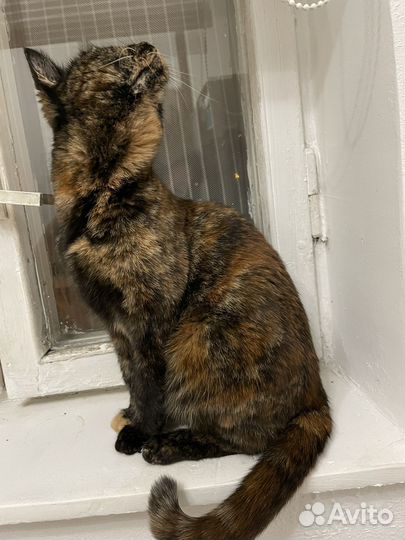 Кошка в дар бесплатно