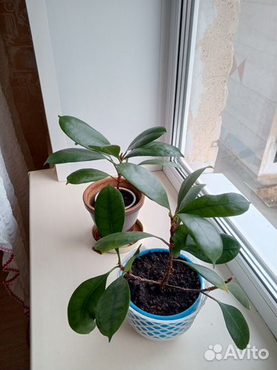 Фикус микрокарпа Мокламе