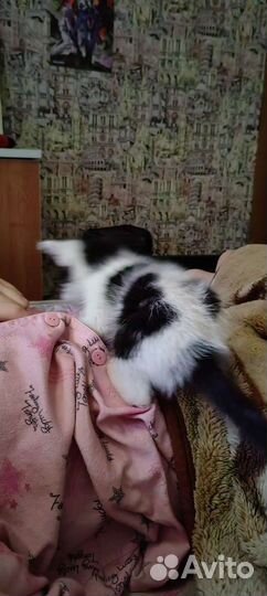Котенок в добрые руки