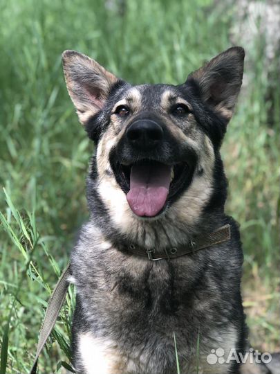 В приюте Ариэль мечтает о доме
