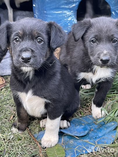Щенки в добрые руки