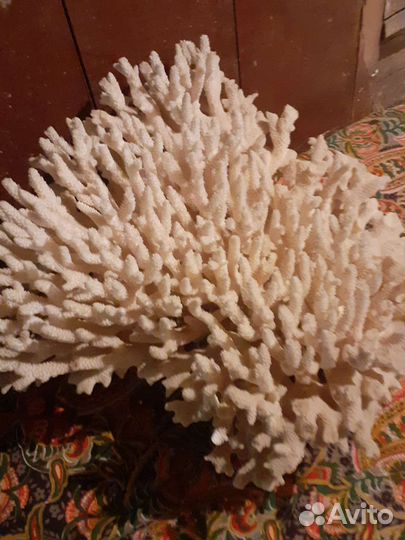 Коралл океанический болшой