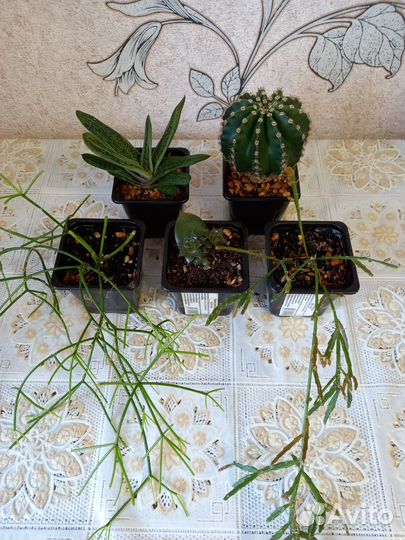 Комнатные растения цветы