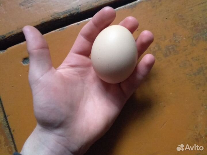 Домашние куриные яйца
