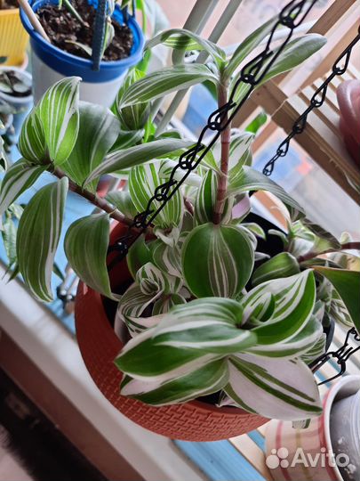 Традесканция, фиалки, бегонии Кейн