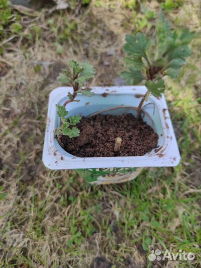 Хризантема