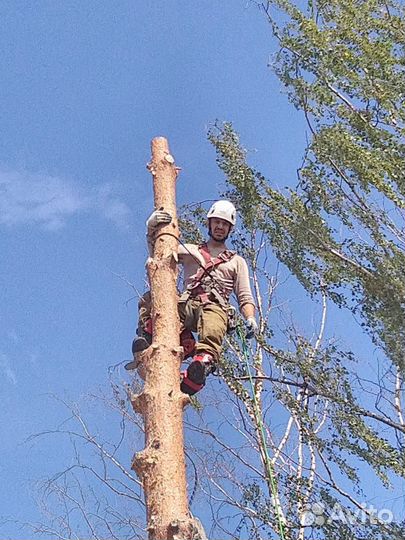 Селивановский район спил аварийных деревьев