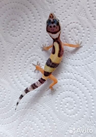 Малыши эублефаров