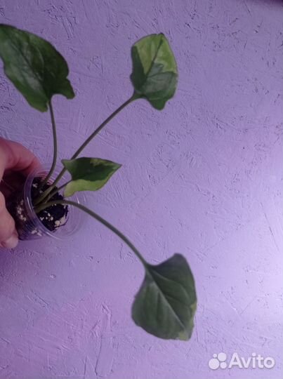 Сингониум, аглаонема,сциндаптус