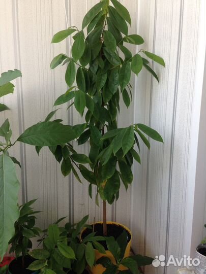 Экзотические растения. Гуанабана. Сметанное дерево