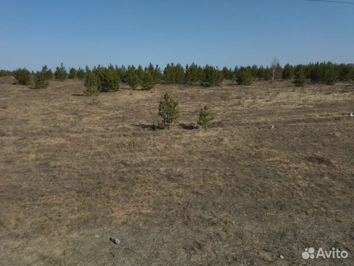 Сосна обыкновенная с комом земли