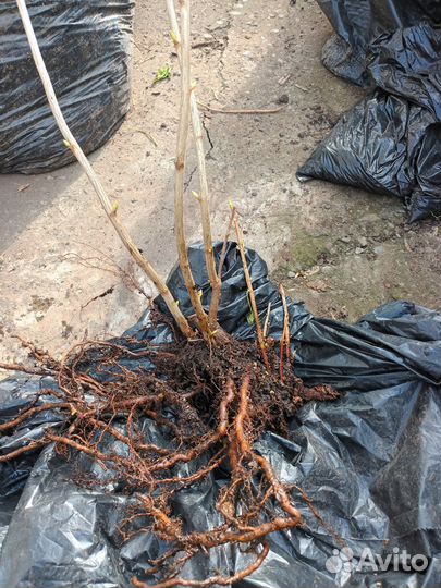 Саженцы смородины Ксюша