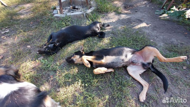 Собаки бесплатно