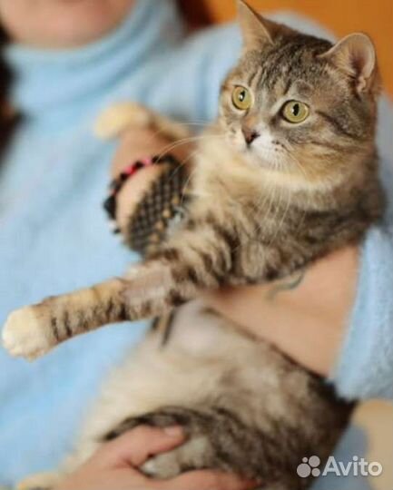 Бонечке нужен дом