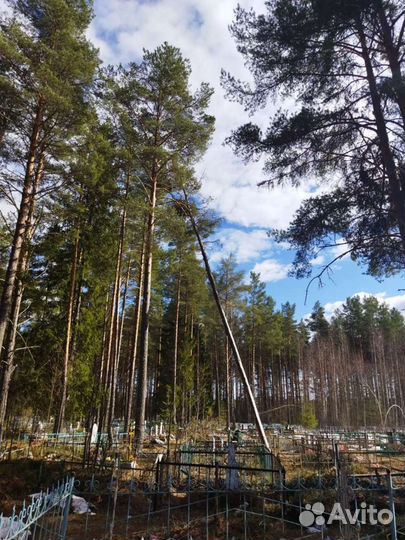 Спил деревьев