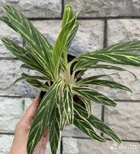 Комнатные растения цветы