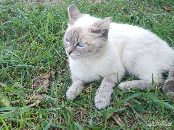 Кошка в дар бесплатно девочка 1год