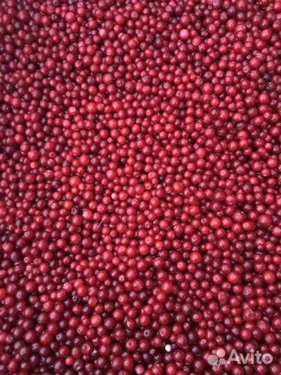 Брусника замороженная