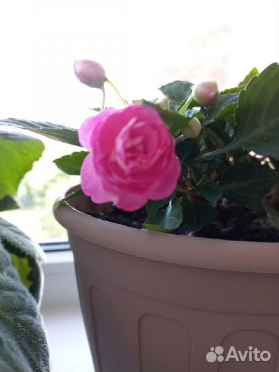 Бальзамин Мокрый Ванька комнатные цветы растения