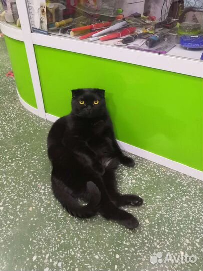 Продавец консультант в зоомагазин