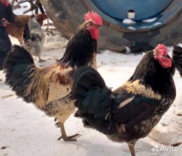 Молодые петухи