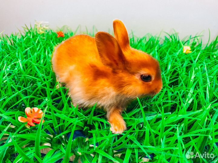 Карликовый кролик - Москва