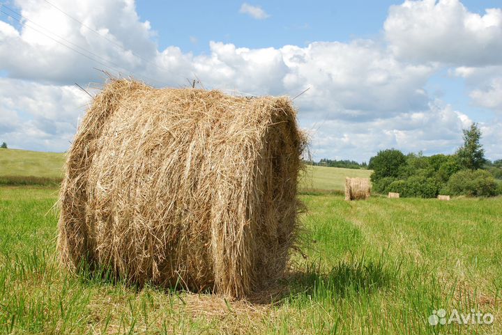 Сено люцерны в тюках