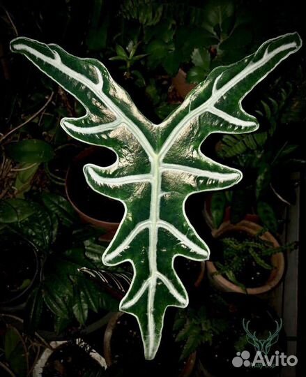 Алоказия Нобилис