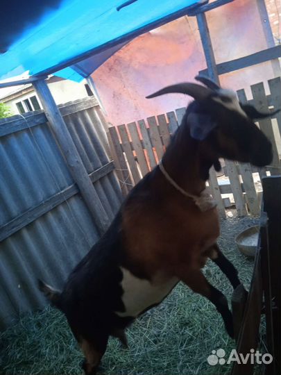 Козы дойные