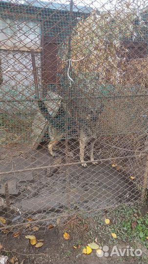 Породистые собаки в дар
