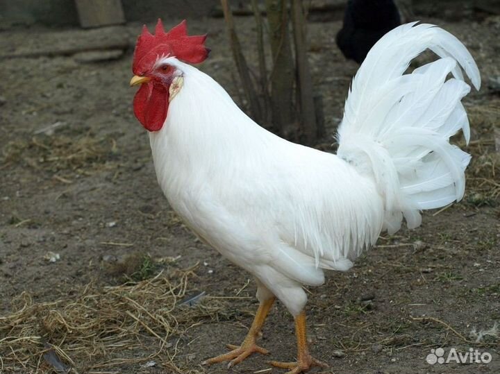 Петухи Пушкинской породы и мини Леггорн В33