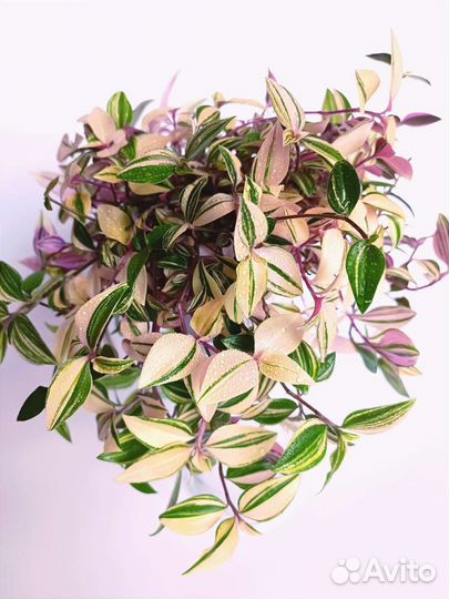 Традесканция сортовая Rainbow Hill радужный холм