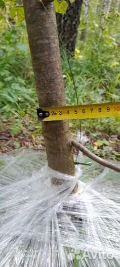 Липа мелколистная