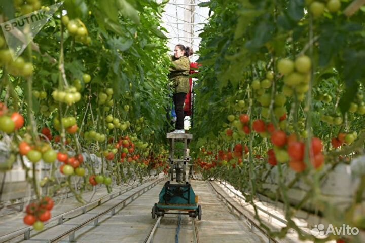 Вахта Москва Агрокомплекс, сбор урожая