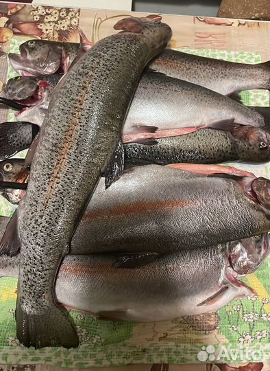 Форель свежемороженная