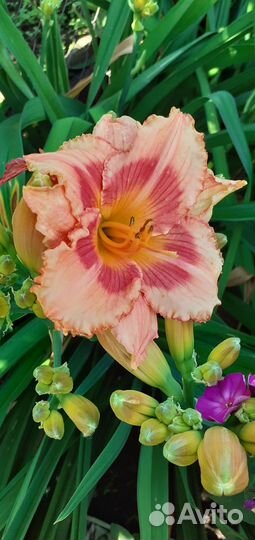 Лилейники сортовые