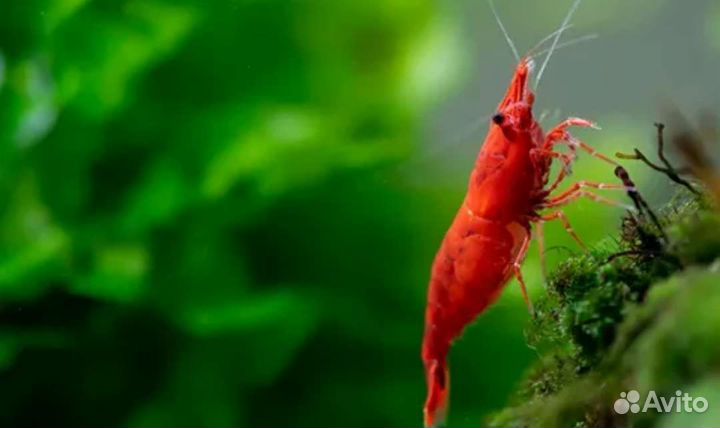 Аквариумные рыбки гуппи Эндлера