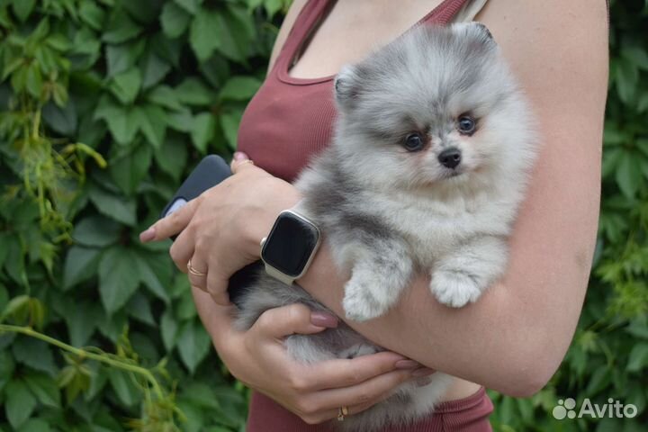 Шпиц мраморная голубая