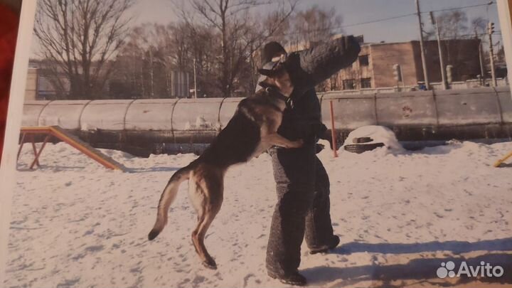 Дрессировка и воспитание собак
