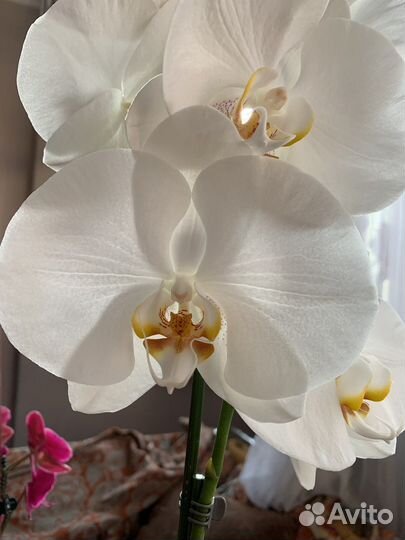 Орхидея фаленопсис реанимашки сортовые