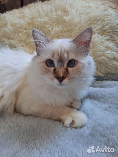 Котенок редкой породы