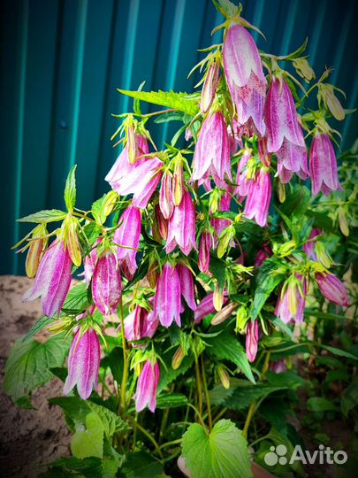 Колокольчики