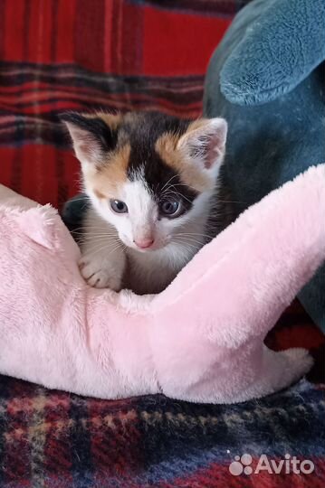 Разыскивается хозяин - добрый и отзывчивый