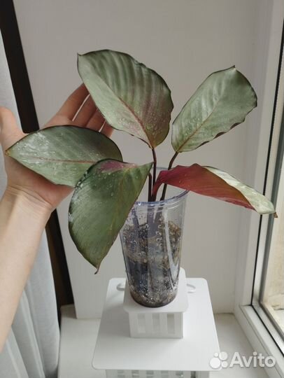 Калатея Сильвер плейт