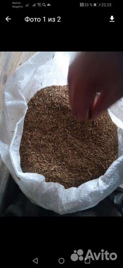 Семена костра