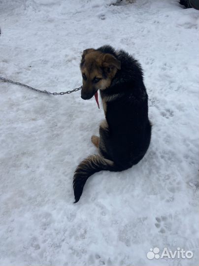 Немецкая овчарка