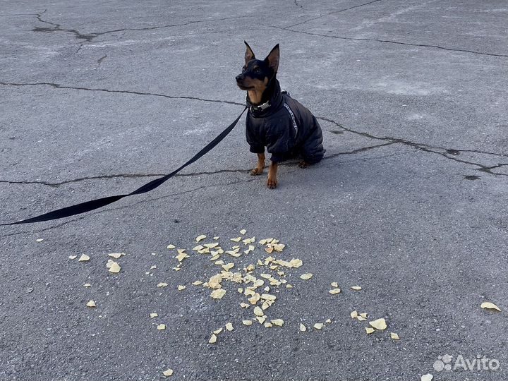 Дрессировка собак Кинолог