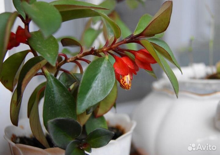 Гипоцитра (Нематантус) -золотая рыбка